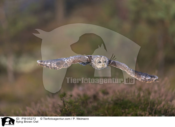 flying Brown Owl / PW-05273