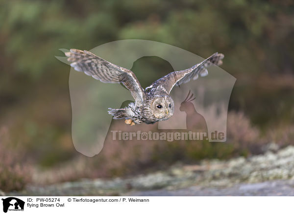 flying Brown Owl / PW-05274