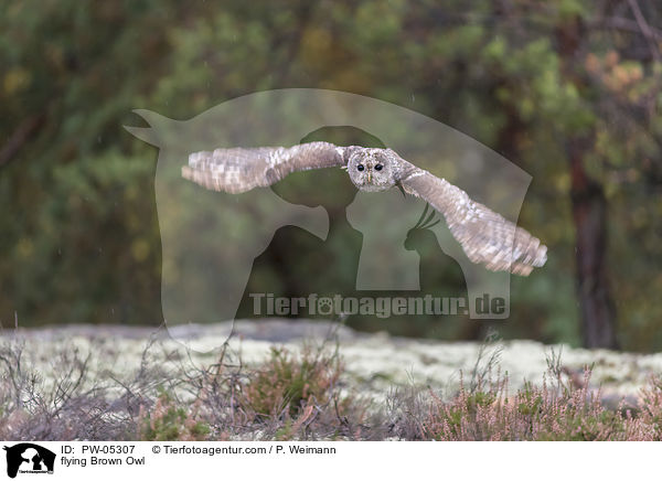 flying Brown Owl / PW-05307