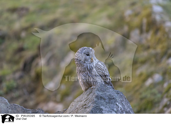 Habichtskauz / Ural Owl / PW-05395