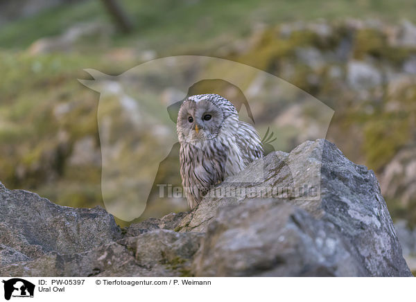 Habichtskauz / Ural Owl / PW-05397