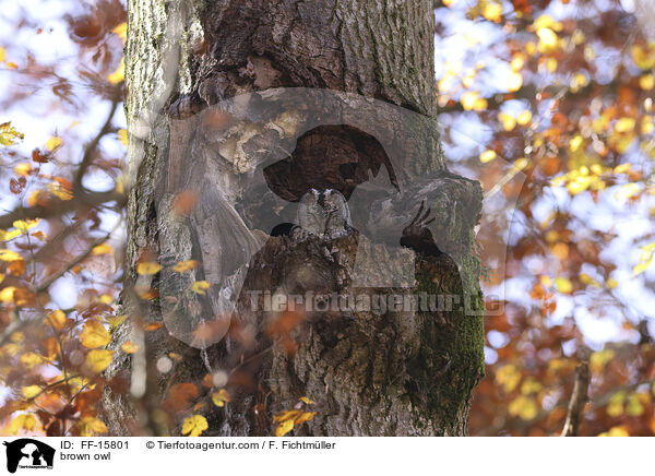 brown owl / FF-15801