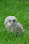 brown owl