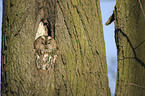 brown owl