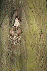 brown owl