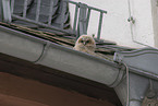 brown owl