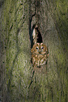 brown owl