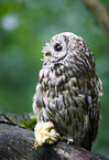 brown owl