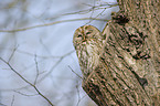 brown owl