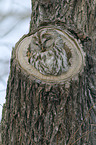 brown owl