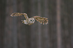 brown owl
