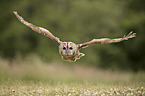 brown owl