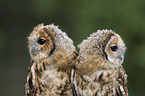 brown owls