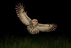 brown owl