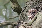 brown owl