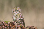 brown owl