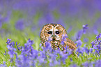 brown owl