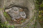 brown owls