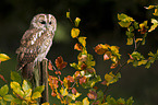 brown owl