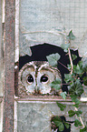 brown owl
