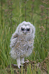 brown owl