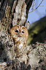 brown owl