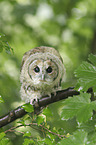 brown owl