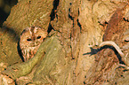 brown owl