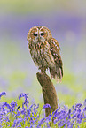 brown owl