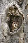 brown owl