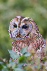 brown owl
