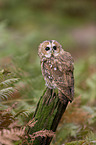 brown owl