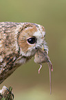 brown owl