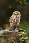 brown owl