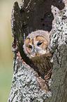 brown owl