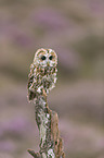 brown owl