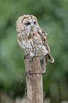 brown owl