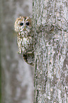 brown owl