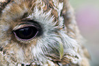 brown owl