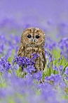 brown owl