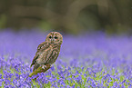 brown owl