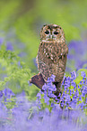brown owl