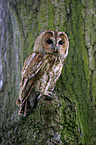 brown owl