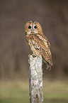 brown owl