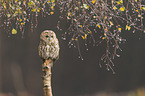 brown owl