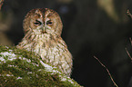 brown owl