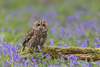 brown owl