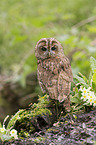 brown owl