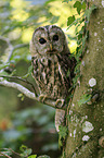 brown owl