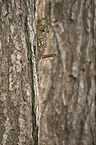brown owl